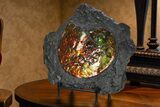 Brilliant Red Ammonite Preserved In Precious Ammolite #222716-1
